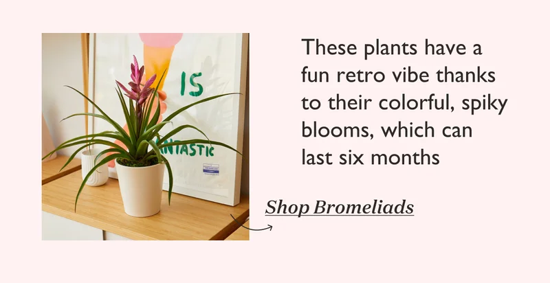 These plants have a fun retro vibes thanks to their colorful, spiky blooms, which can last six months. Shop Bromeliads.