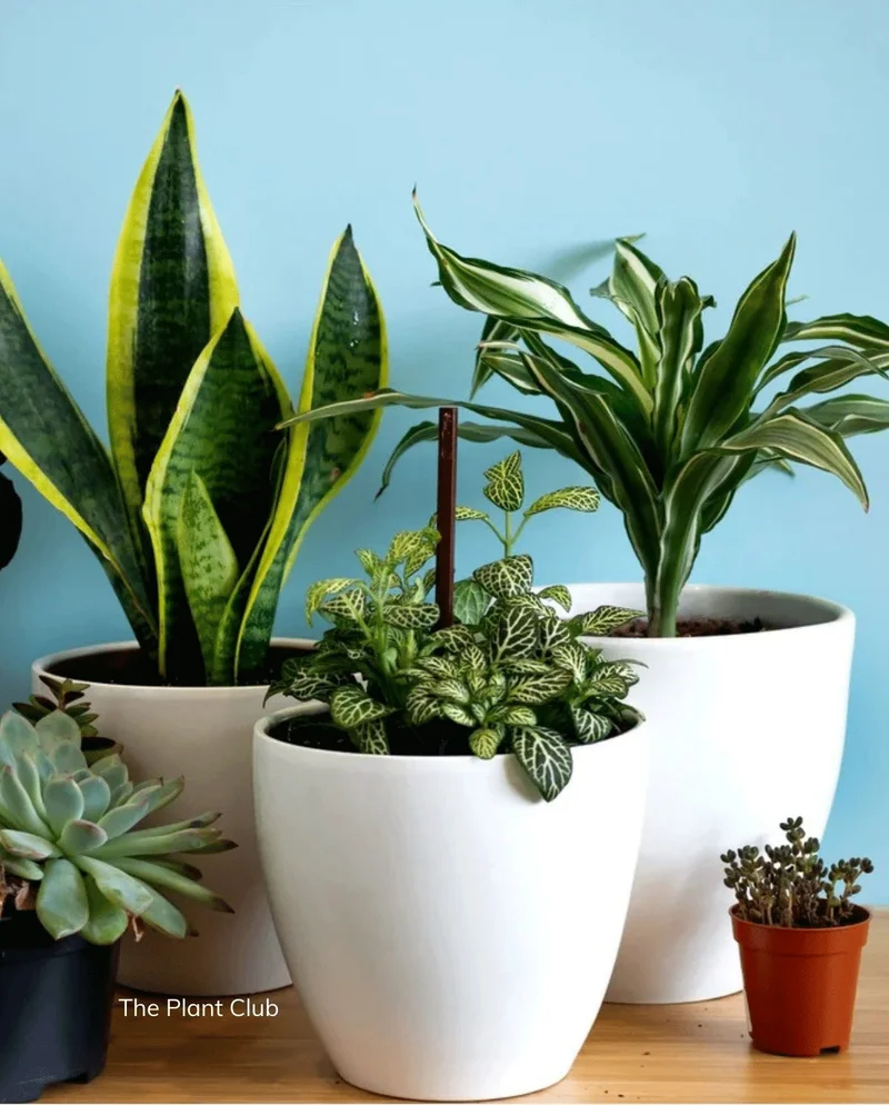 The Plant Club