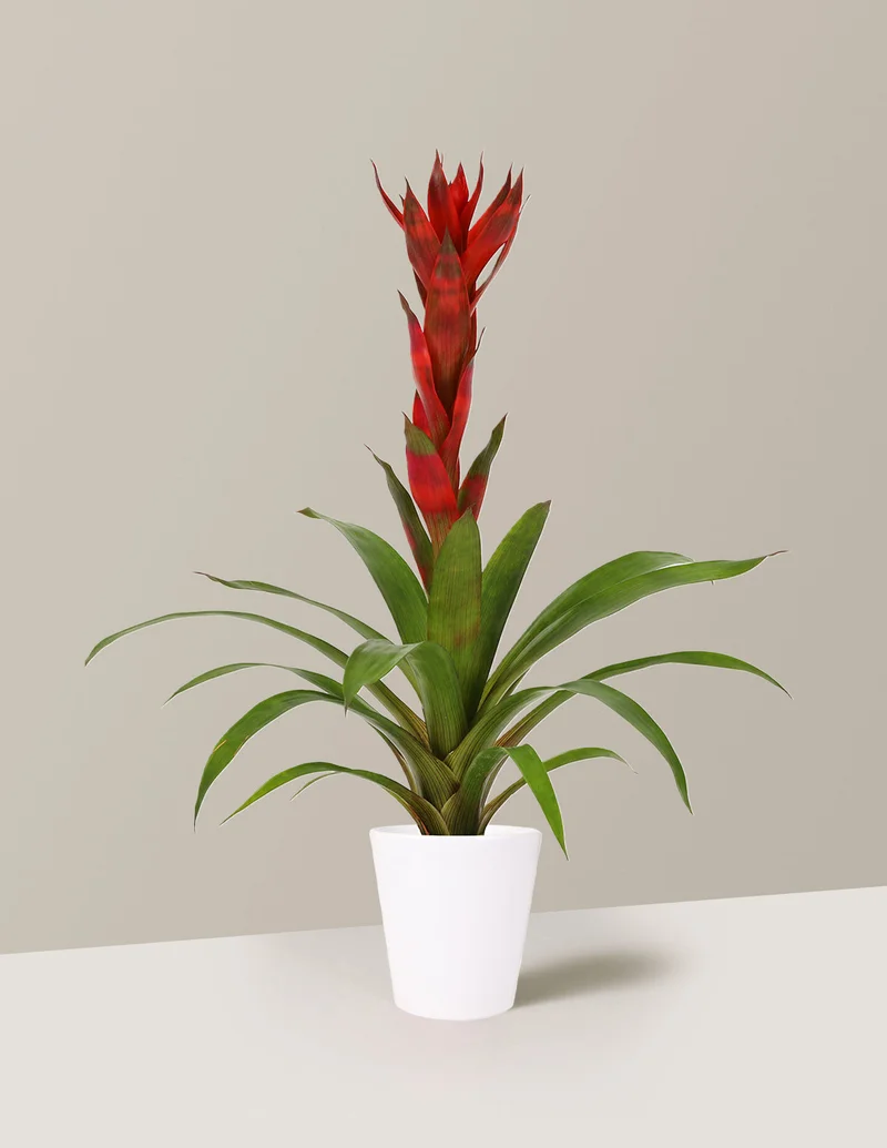 Image of Bromeliad Guzmania 'Marsha'