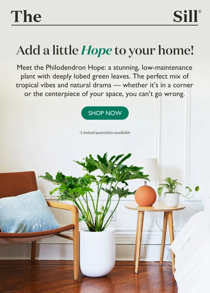 Meet the Philodendron Hope: a stunning, low-maintenance plant with deeply lobed green leaves. The perfect mix of tropical vibes and natural drama — whether it’s in a corner or the centerpiece of your space, you can’t go wrong. Shop now!