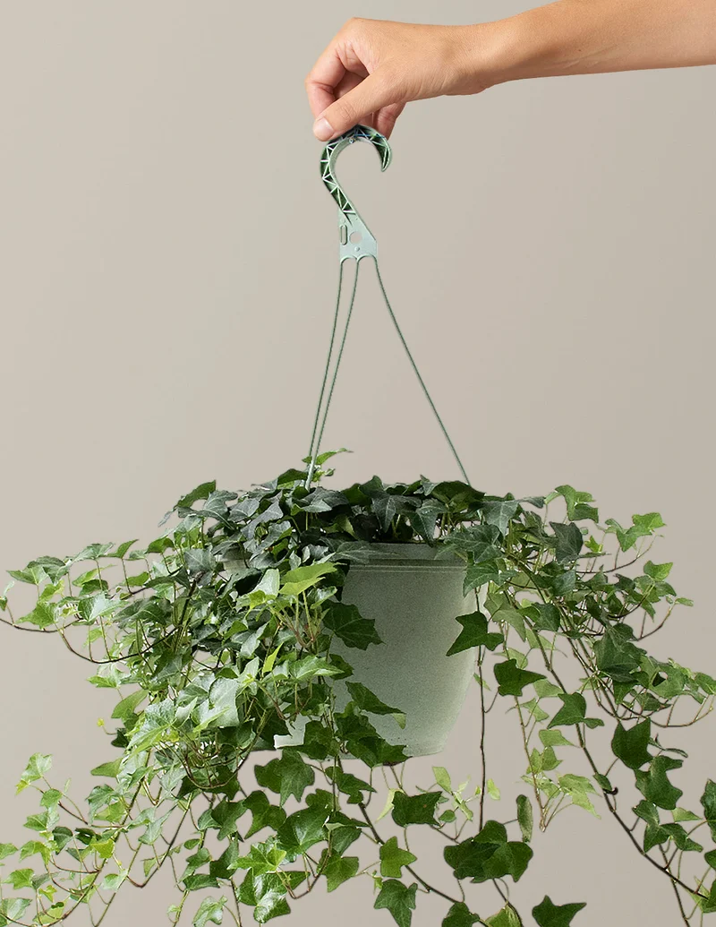 Image of English Ivy Hanging Basket