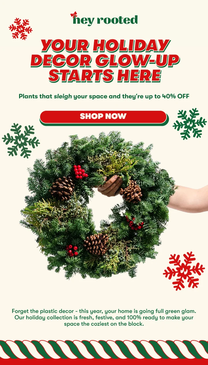 shop now