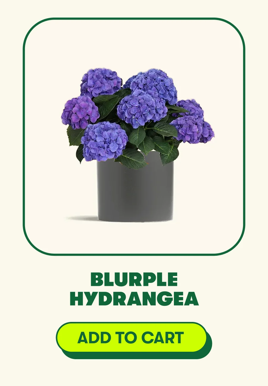 Blurple Hydrangea