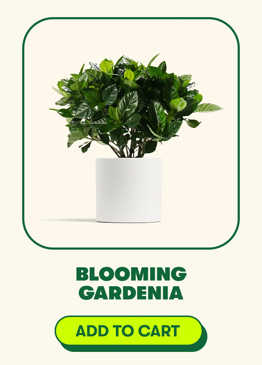 Blooming Gardenia
