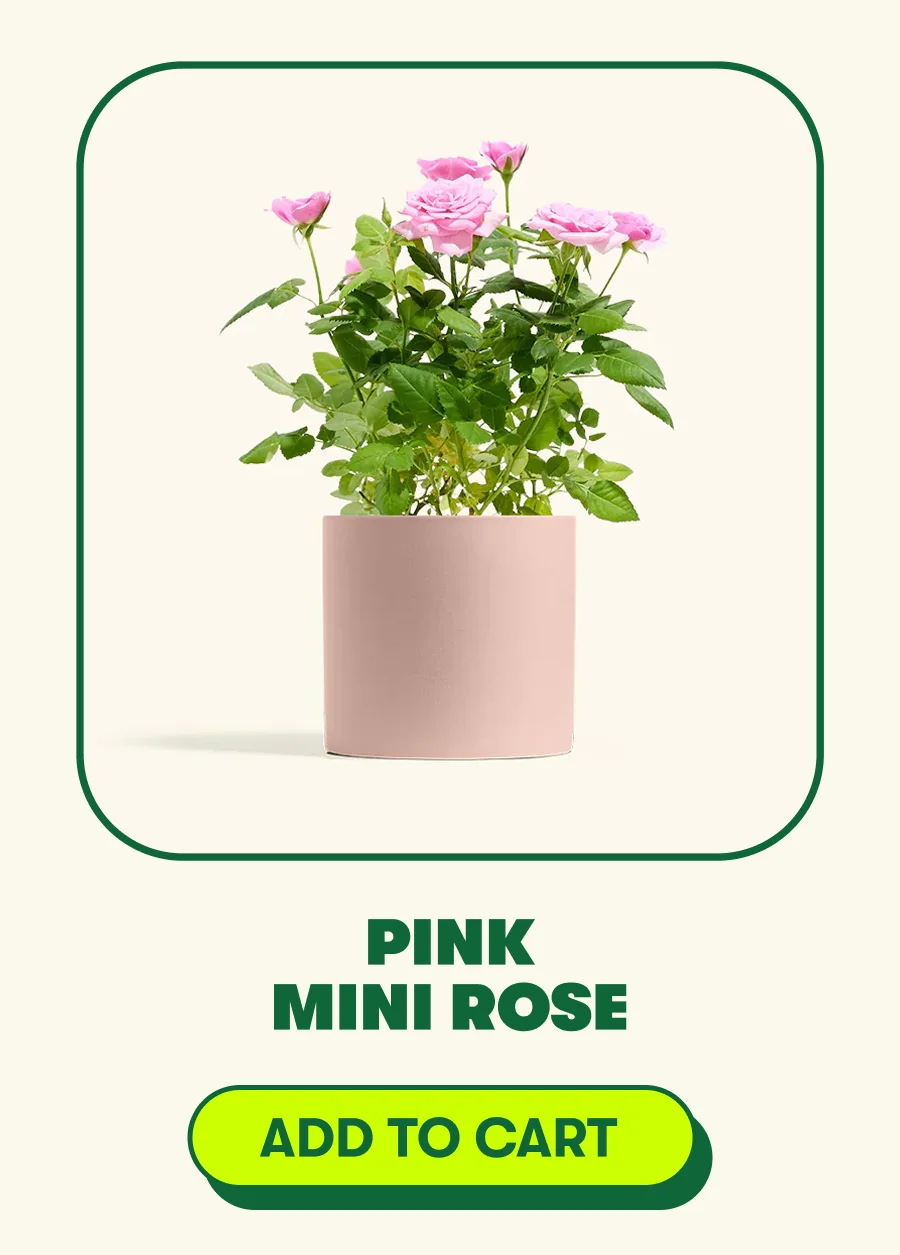 Pink Mini Roses