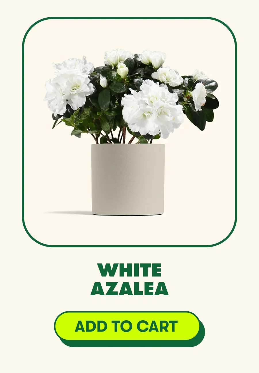 White Azalea