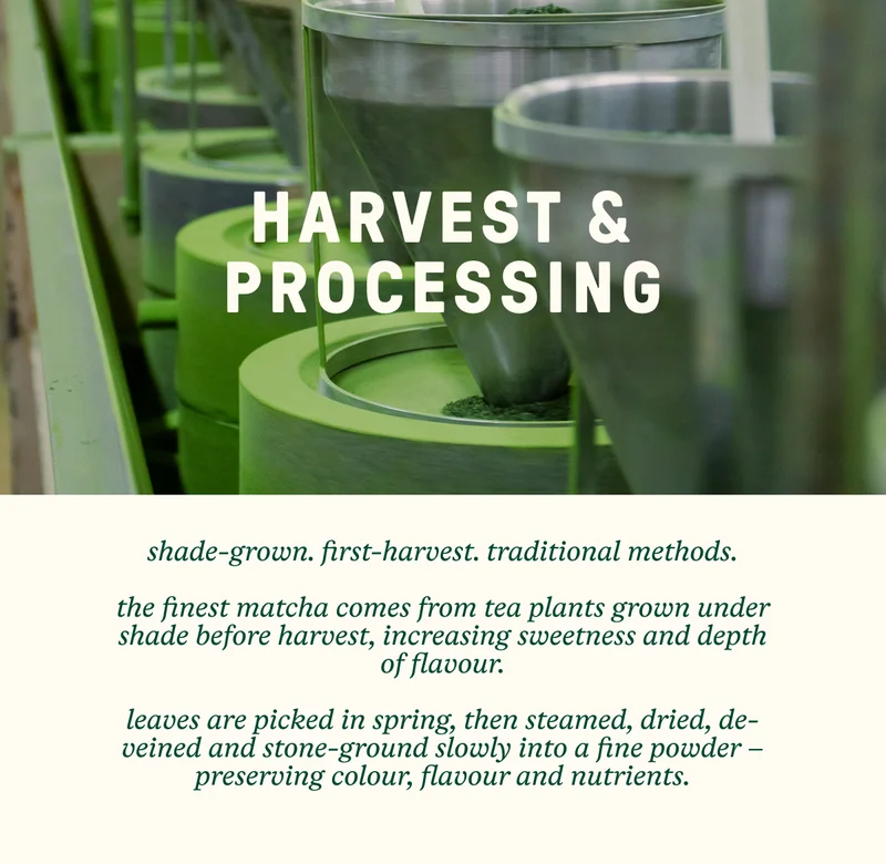 Harvest & Processing