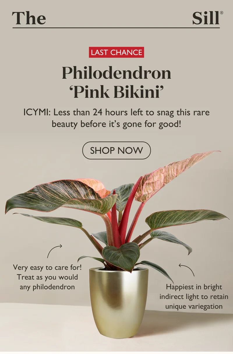 Last Chance: The Philodendron Pink Bikini - Shop Now!