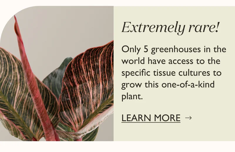 Shop Extremely Rare Houseplant
