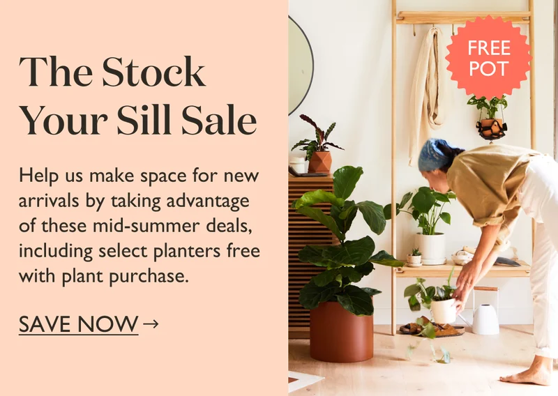 Shop The Stock Your Sill Sale