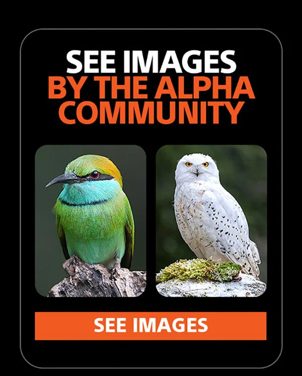 See Images By The Alpha Community | See Images