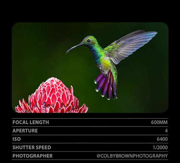 Focal Length 600mm, Aperture 4, ISO 6400, Shutter Speed 1/2000, Photographer @ColbyBrownPhotography
