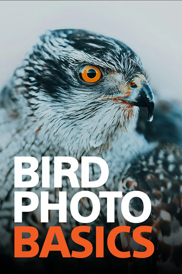 Bird Photo Basics