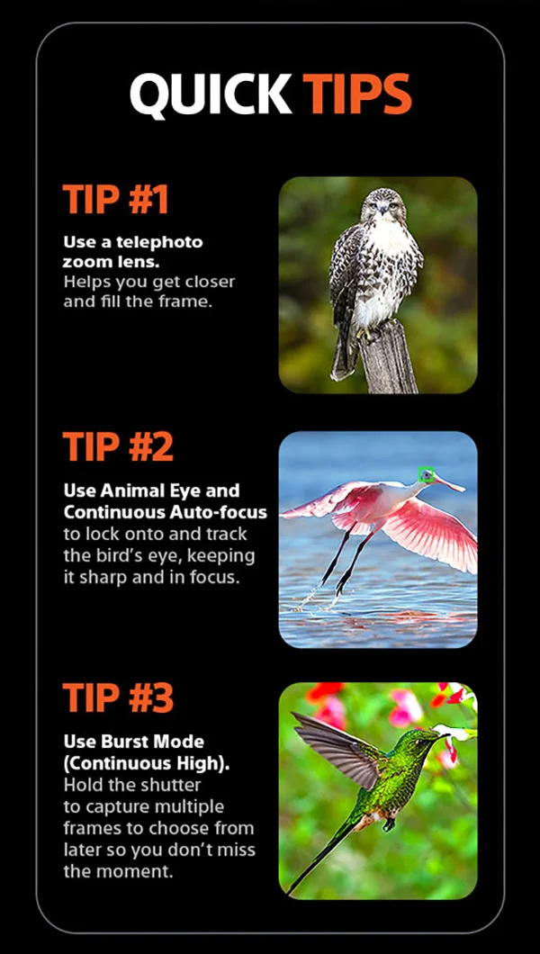 Quick Tips | Tip #1 - Use a telephoto zoom lens. Helps you get closer and fill the frams. Tip #2 - Use Animal Eye and Continuous Auto-focus to lock onto and track the bird's eye, keeping it sharp and in focus. Tip #3 - Use Burst Mode (Continuous High). Hold the shutter to capture multiple frames to choose from later so you don't miss the moment.