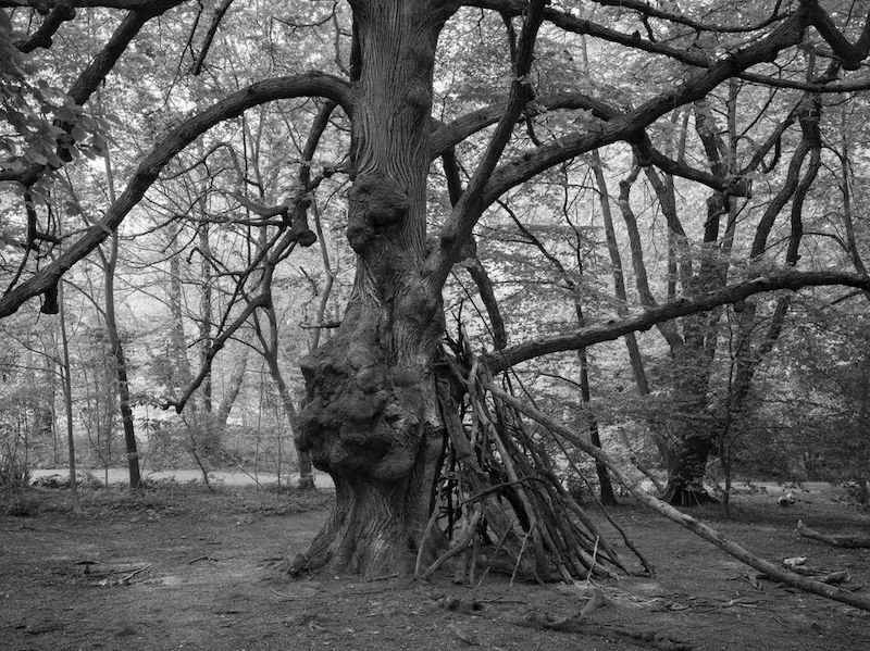 “Corona Shelter, Prospect Park” by Stanley Greenberg