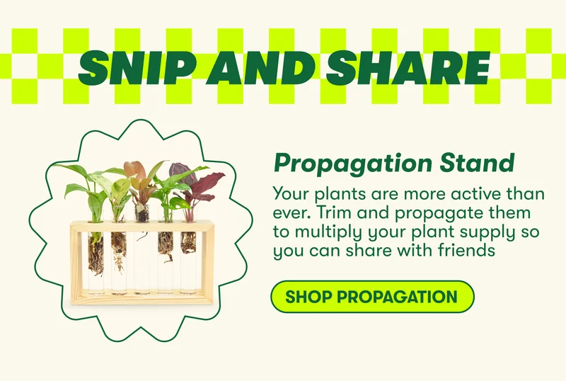 SNIP AND SHARE Propagation Stand COPY: Your plants are more active than ever. Trim and propagate them to multiply your plant supply so you can share with friends [SHOP PROPAGATION]