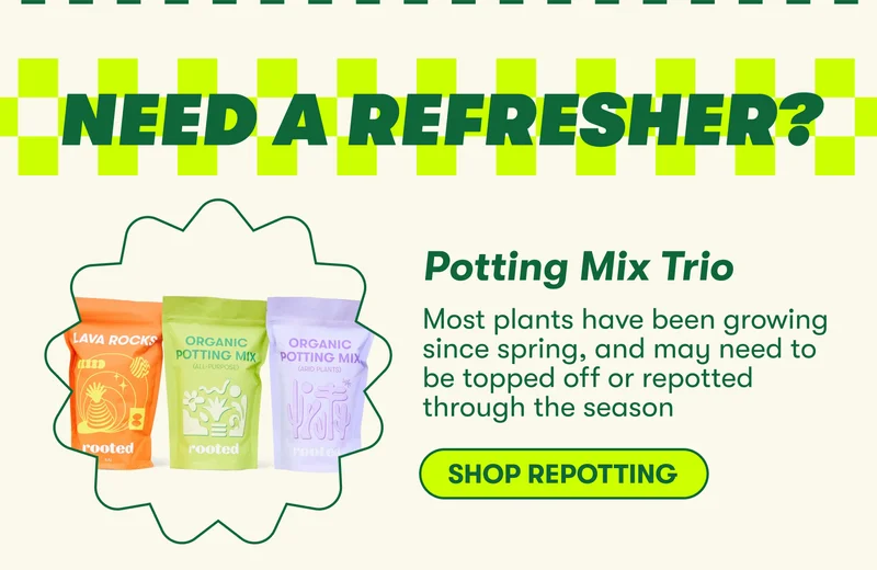NEED A REFRESHER?  Potting Mix Trio Most plants have been growing since spring, and may need to be topped off or repotted through the season [SHOP REPOTTING]