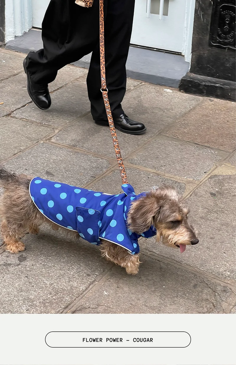 Flower power - cougar