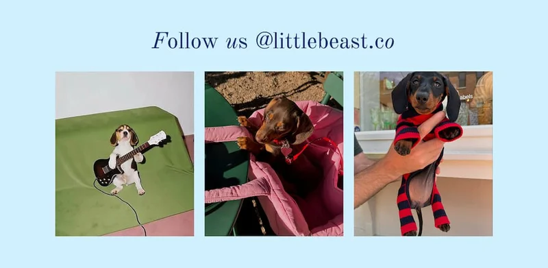 Follow us @littlebeast.co