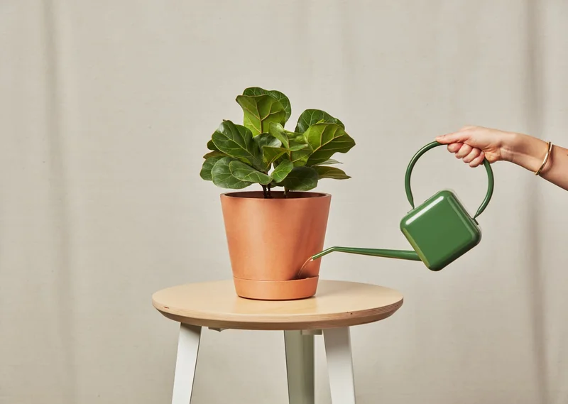 LITTLE FIDDLE LEAF BEING WATERED