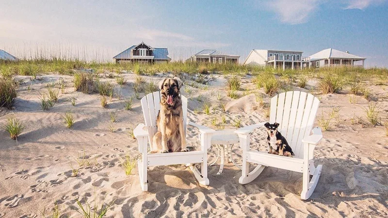 Image description: Two dogs sitting in chairs on the beach