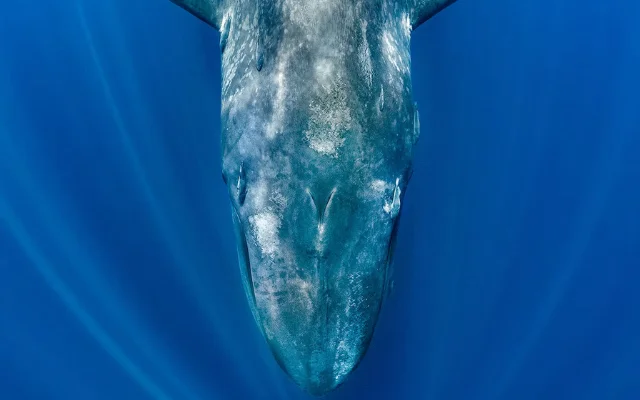 A blue whale swims near the coast of Sri Lanka.