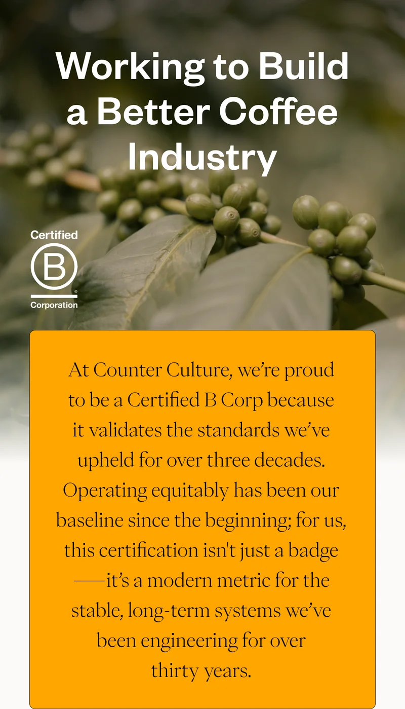 Working to Build a Better Coffee Industry At Counter Culture, being a B Corp isn’t a badge we wear—it’s how we do business. In an industry where prices and climates are increasingly volatile, we choose to invest in stability. Working to Build a Better Coffee Industry At Counter Culture, being a B Corp isn’t a badge we wear—it’s how we do business. In an industry where prices and climates are increasingly volatile, we choose to invest in stability.