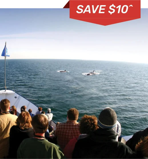Sail San Diego's Sun-Kissed Bay*