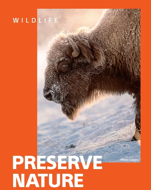 WILDLIFE | PRESERVE NATURE