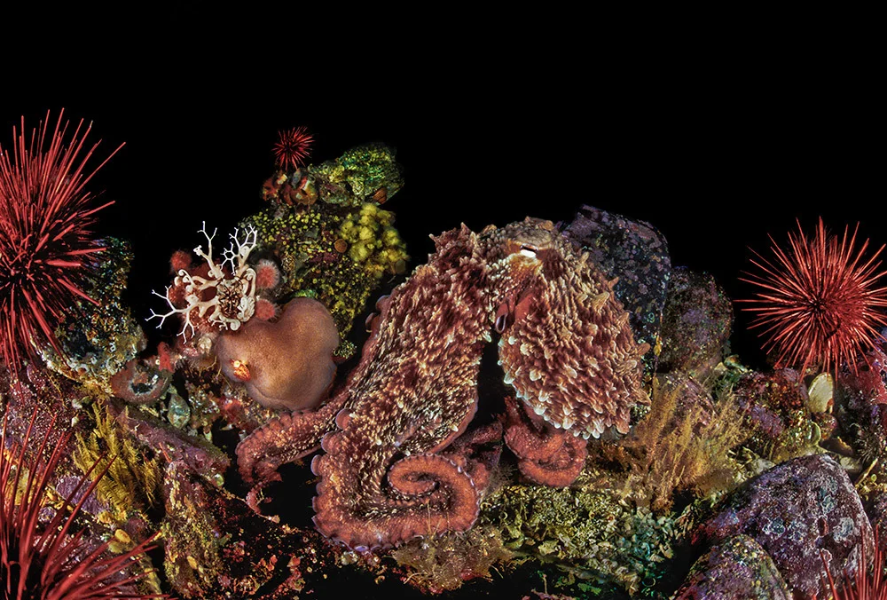Giant Pacific octopus (Enteroctopus dolfeini) using its ability to change color and shape to blend in with its surroundings amongst red urchins and other echinoderms, Queen Charlotte Strait, British Columbia