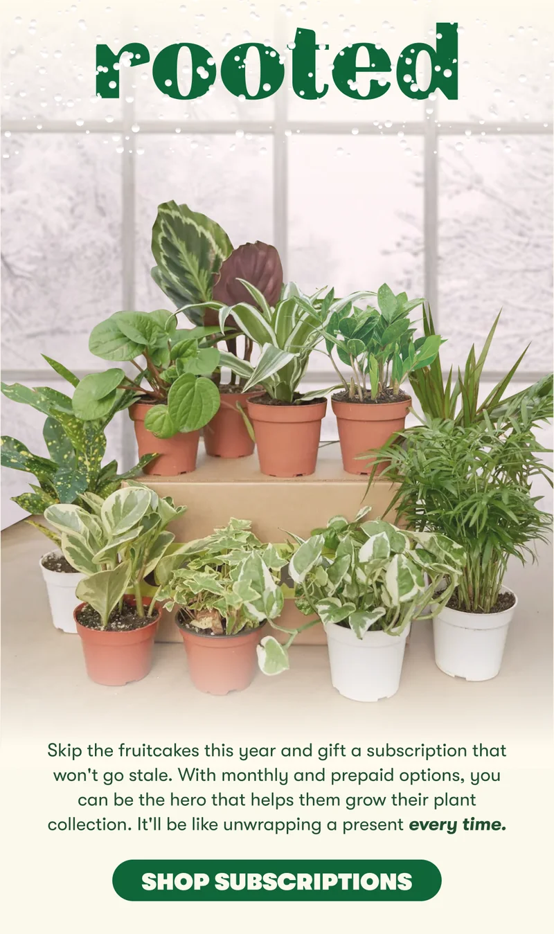 Skip the fruitcakes this year and gift a subscription that won't go stale. With monthly and prepaid options, you can be the hero that helps them grow their plant collection. It'll be like unwrapping a present every time. Shop Subscriptions