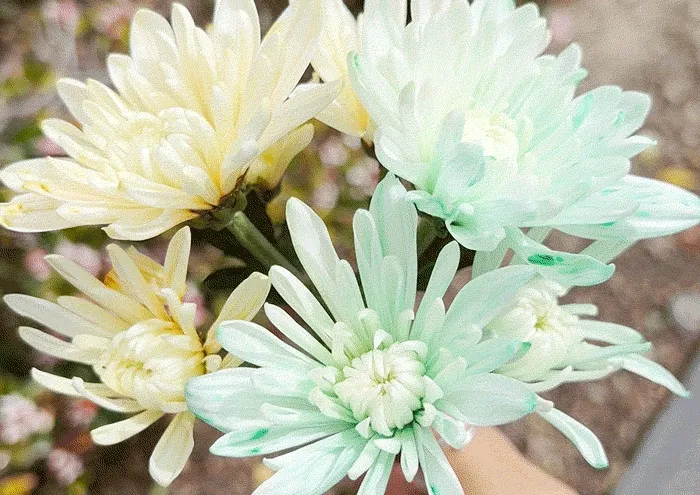 Close-up of white flowers dyed with colorful hues (GIF)