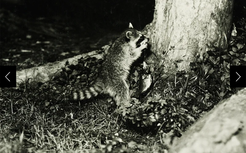 A raccoon takes its own picture by pulling on a string
