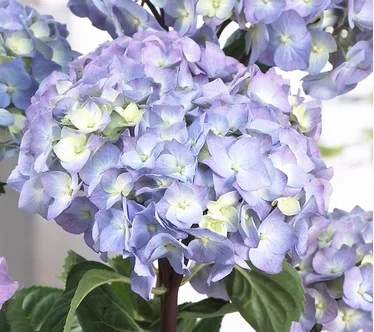 Roberta's 2-Piece Onyx Mophead Hydrangea Live Plant