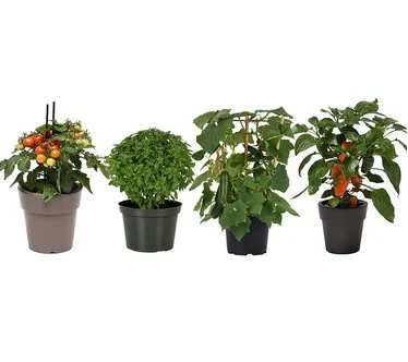 Girl Next Door 4-Piece Kitchen Minis Veggies Live Plants