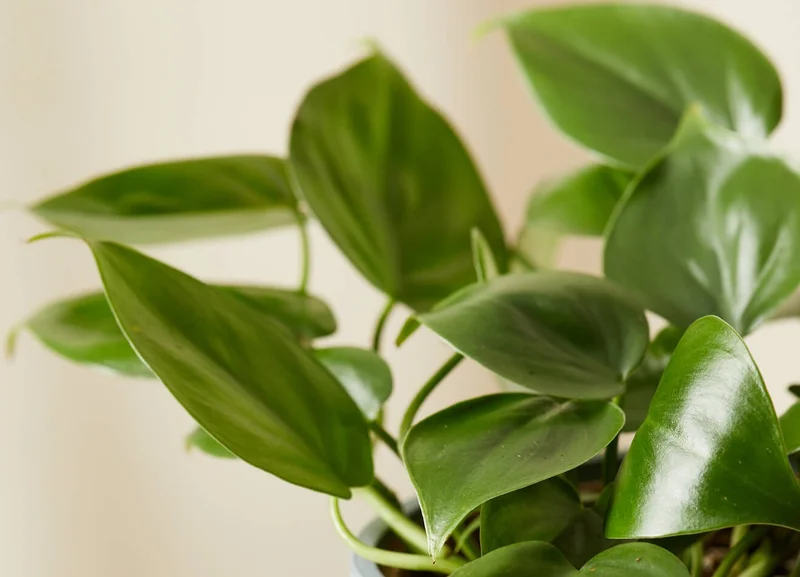 philodendron heartleaf detail