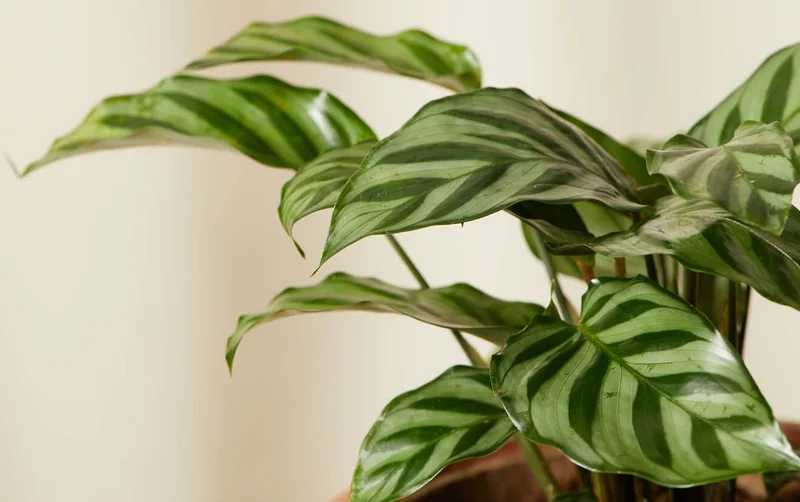 calathea freddie detail