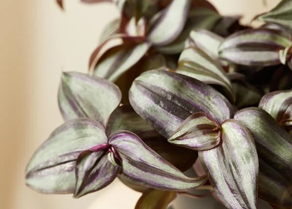 zebrina detail