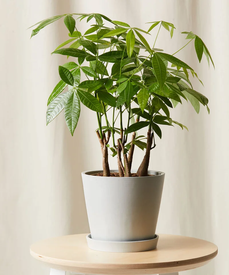 Image of Money Tree Forest
