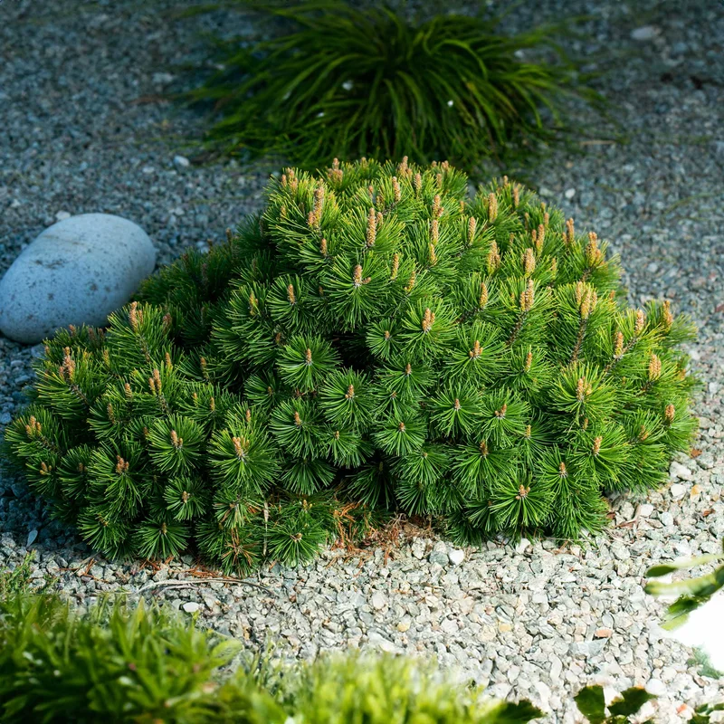 Image of Pumillio Mugho Pine