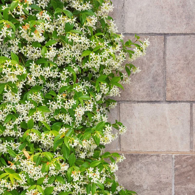 Image of Star Jasmine