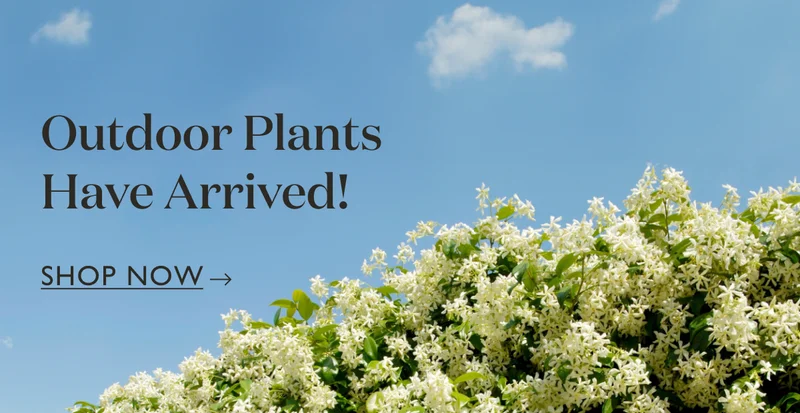 Outdoor Plants Have Arrived! Introducing our first collection for your porch, patio, and yard.