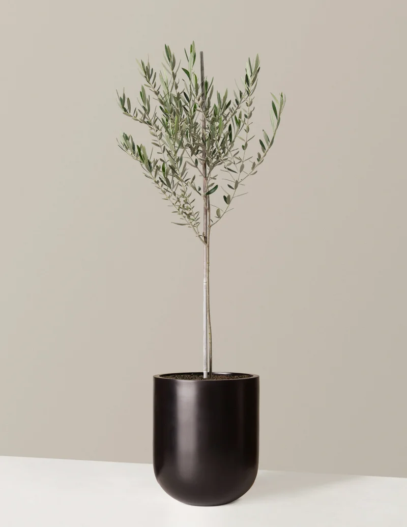 Image of Olive Tree