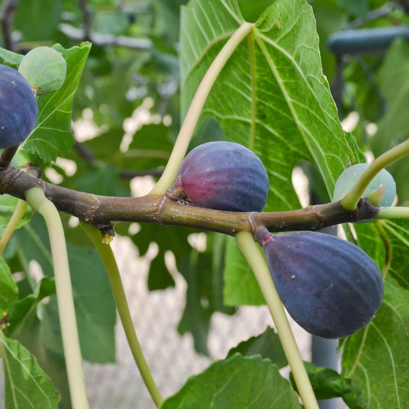 Image of Black Mission Fig