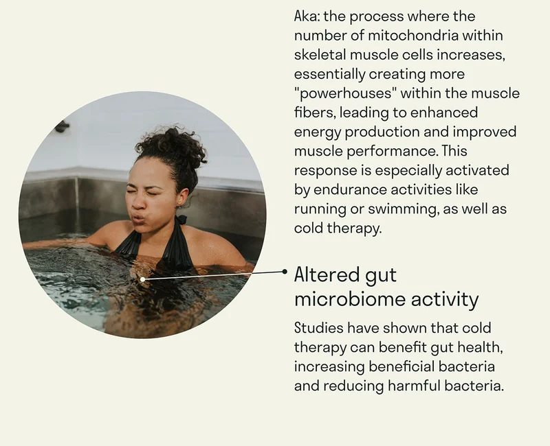 Aka: the process where the number of mitochondria within skeletal muscle cells increases, essentially creating more "powerhouses" within the muscle fibers, leading to enhanced energy production and improved muscle performance. This response is especially activated by endurance activities like running or swimming, as well as cold therapy.