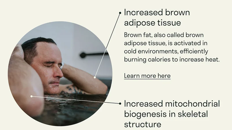 Brown fat, also called brown adipose tissue, is activated in cold environments, efficiently burning calories to increase heat