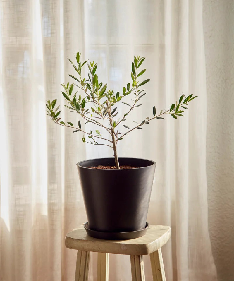 Image of Olive Tree