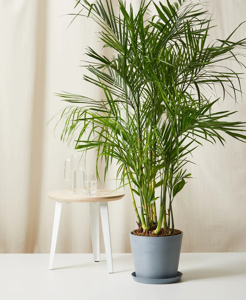 Image of Bamboo Palm