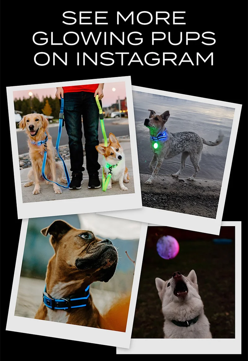 See more glowing pups on instagram