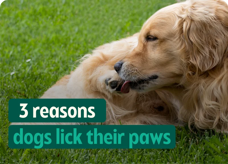 3 reasons dogs lick their paws